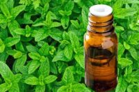 Peppermint Essential Oil