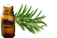 Tea Tree Essential Oil